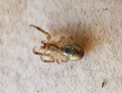 Zygiella x-notata